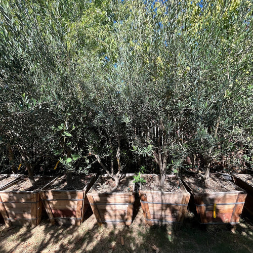 Arbequina Fruiting Olives