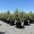 Arbequina Fruiting Olives