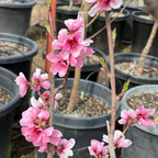 Arctic Blaze Nectarine