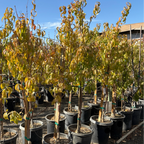 Arctic Blaze Nectarine