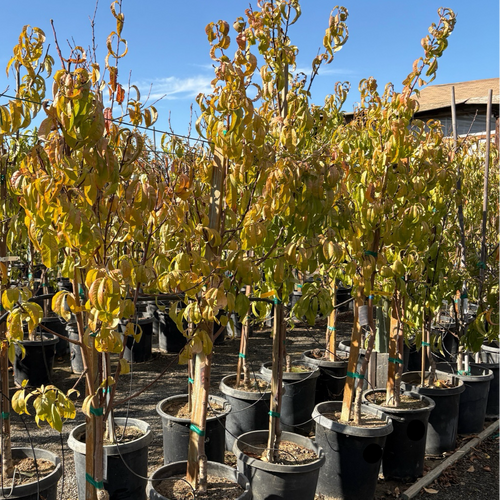 Arctic Blaze Nectarine