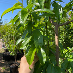 Arctic Blaze Nectarine