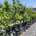 Arctic Blaze Nectarine