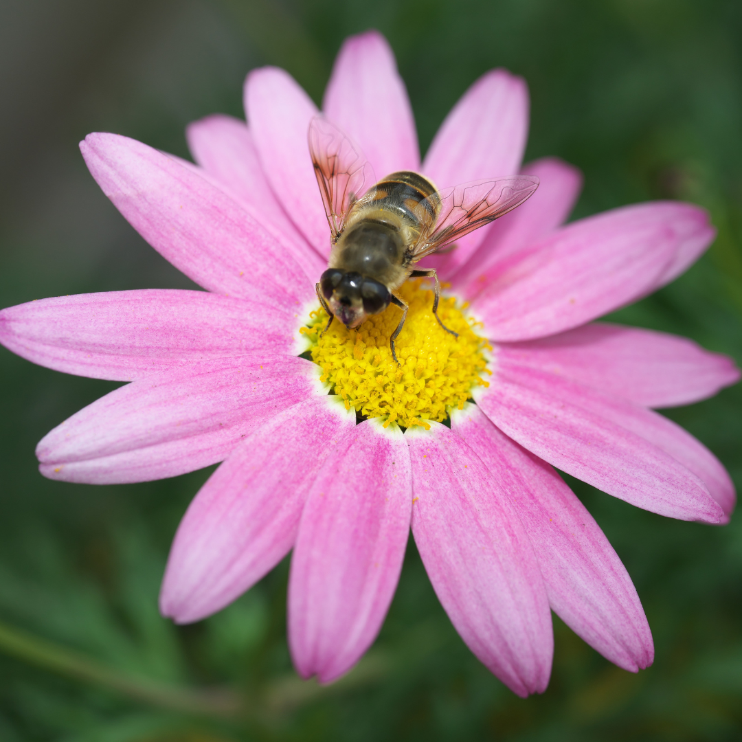 棒棒糖玛格丽特