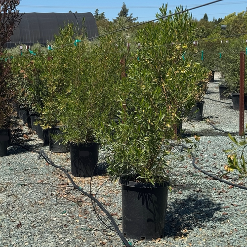Arizona Green Hopseed Bush