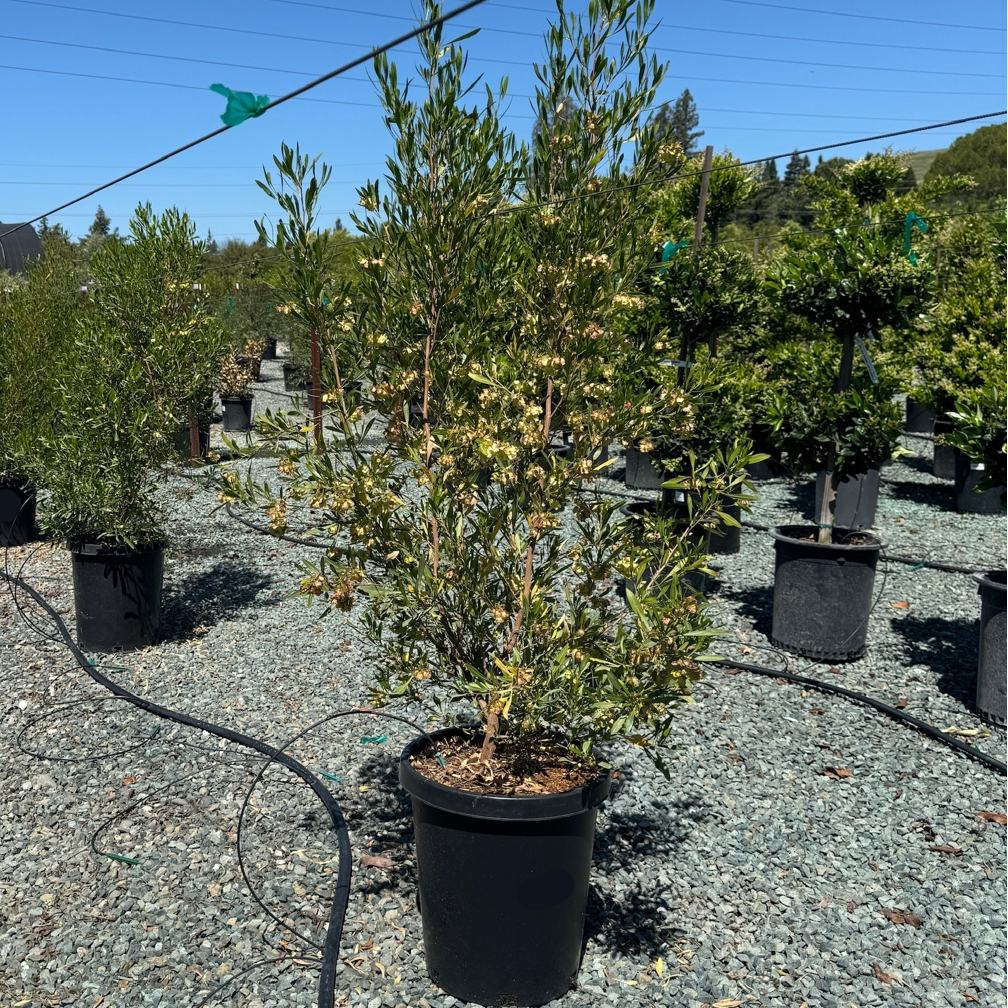 Arizona Green Hopseed Bush