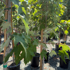 Armstrong Maple