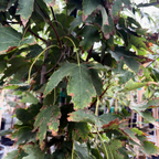 Armstrong Maple