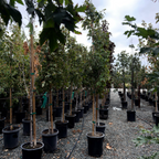 Armstrong Maple