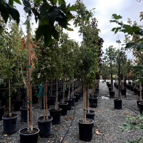 Armstrong Maple