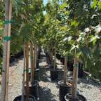 Armstrong Maple