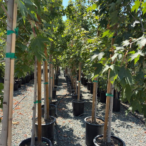 Armstrong Maple