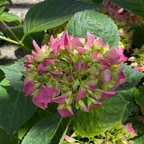 Arriba Let's Dance® Hydrangea