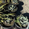 Artichoke Agave