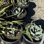 Artichoke Agave