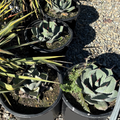 Artichoke Agave