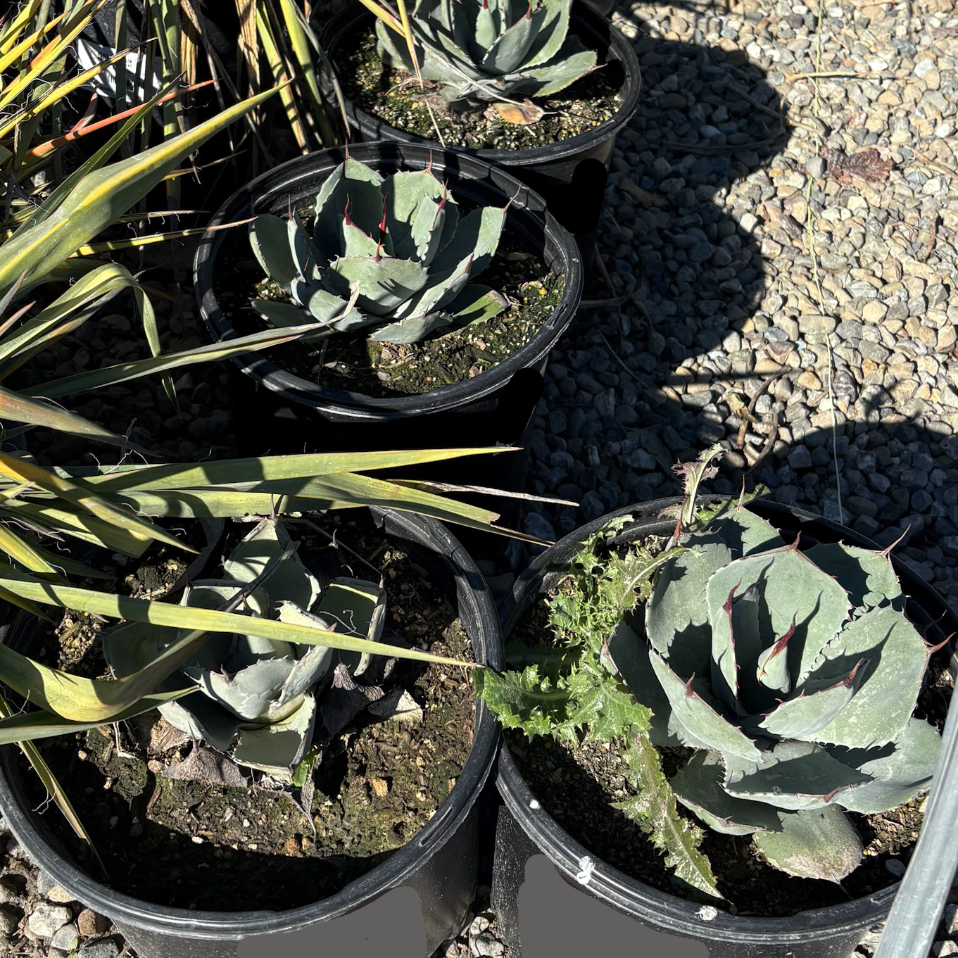 Artichoke Agave