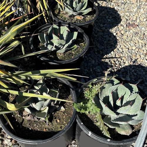 Artichoke Agave