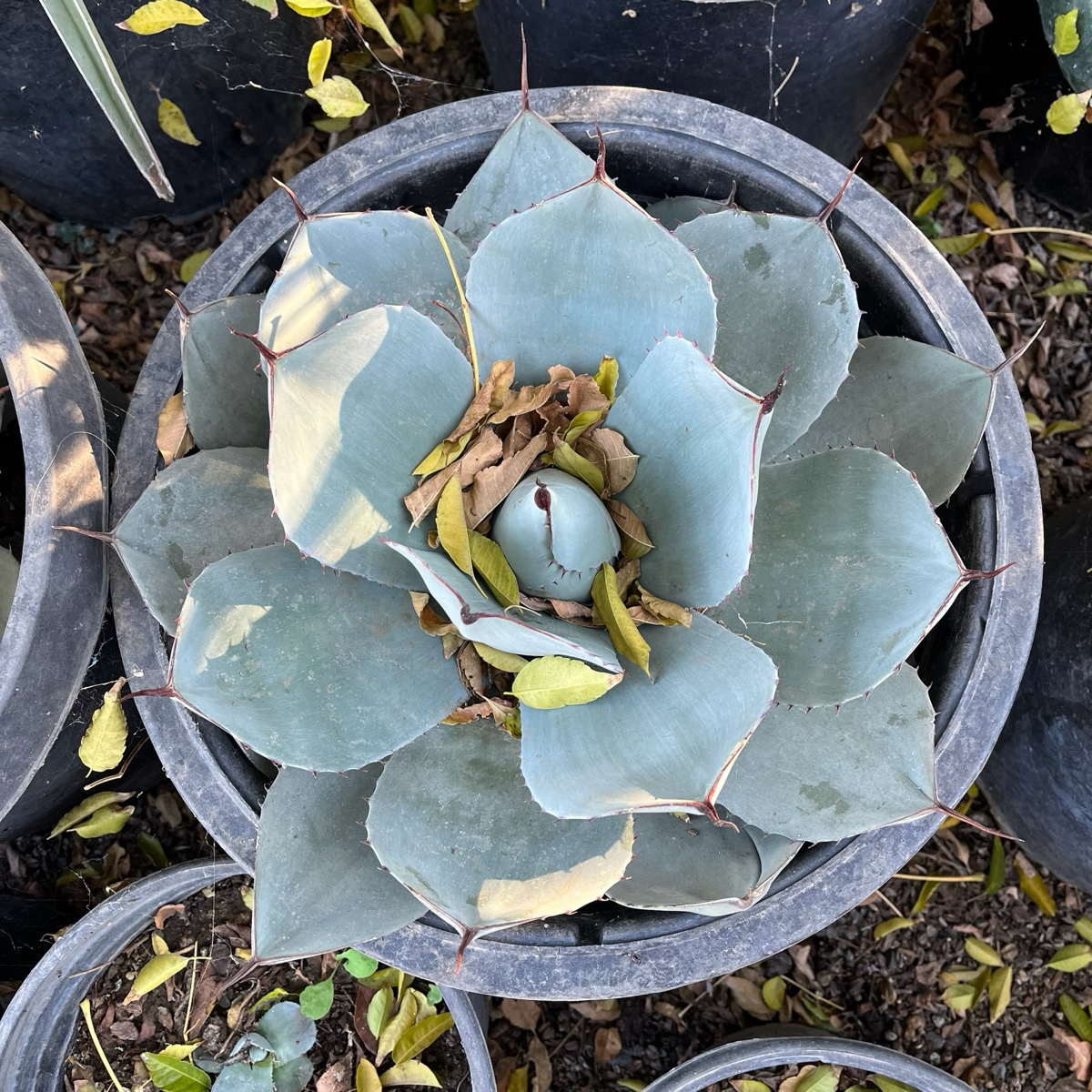 Artichoke Agave