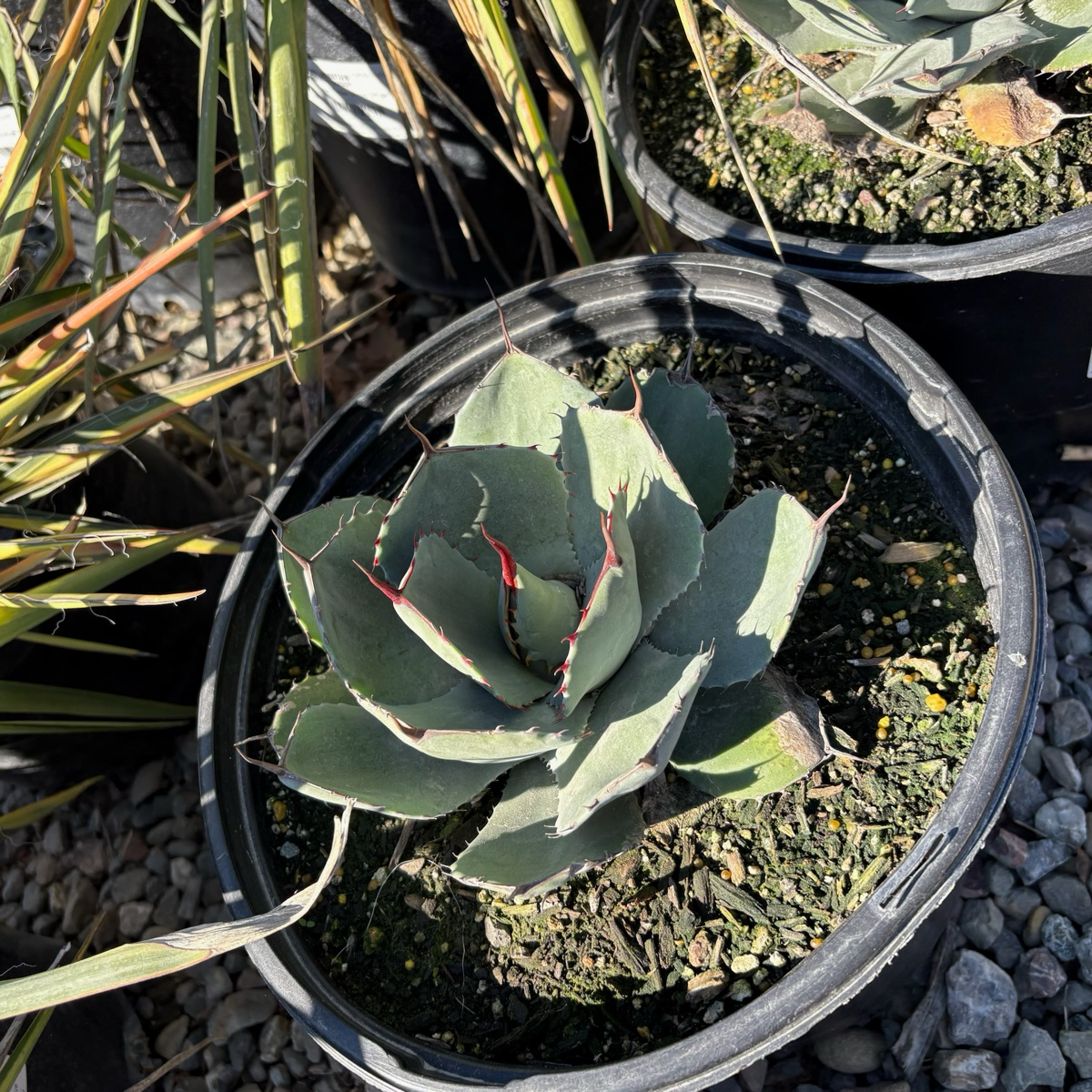 Artichoke Agave