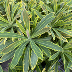 Ascot Rainbow Spurge