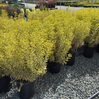 Ascot Rainbow Spurge