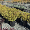 Ascot Rainbow Spurge