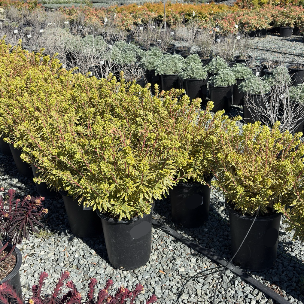 Ascot Rainbow Spurge