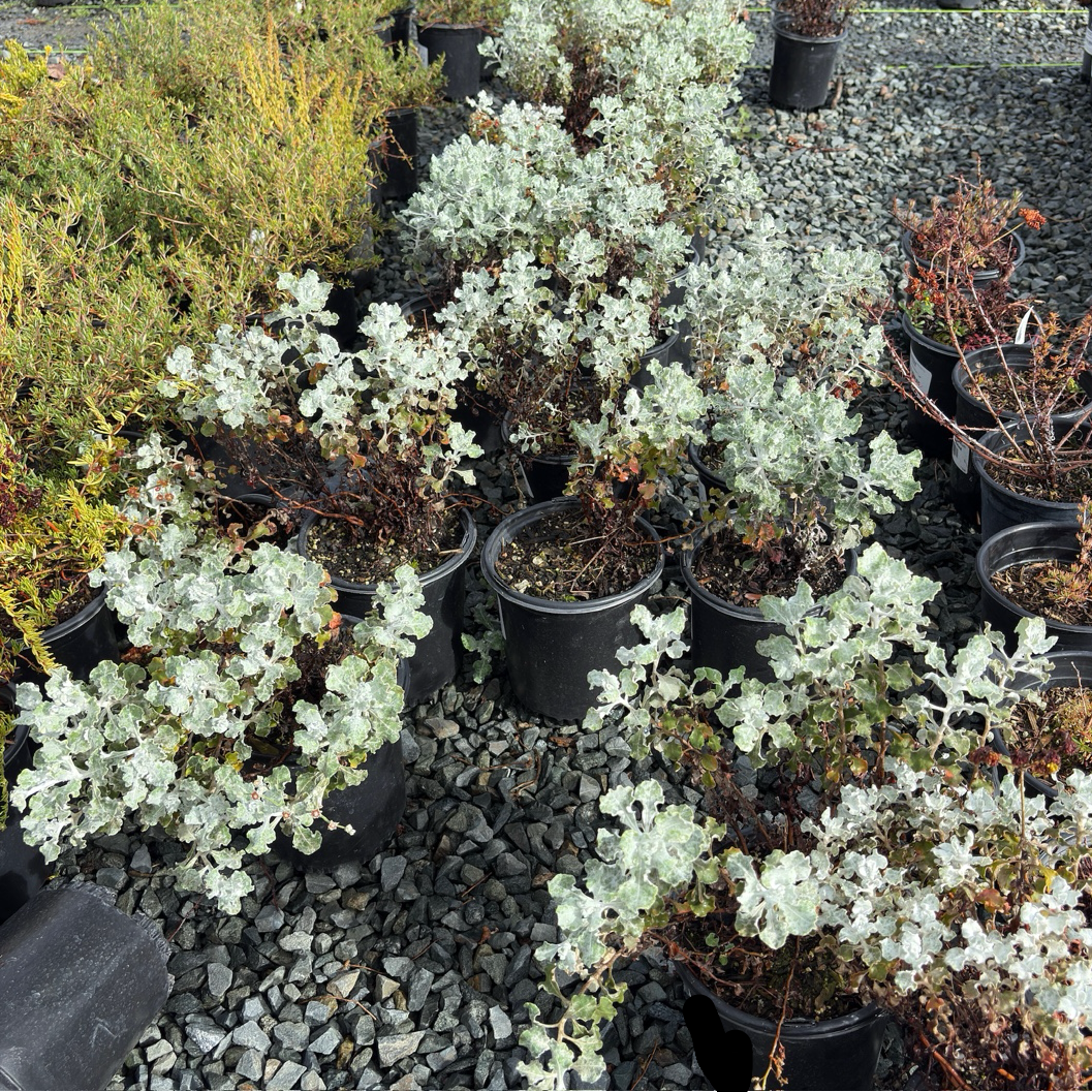 Ashyleaf Buckwheat