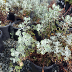 Ashyleaf Buckwheat