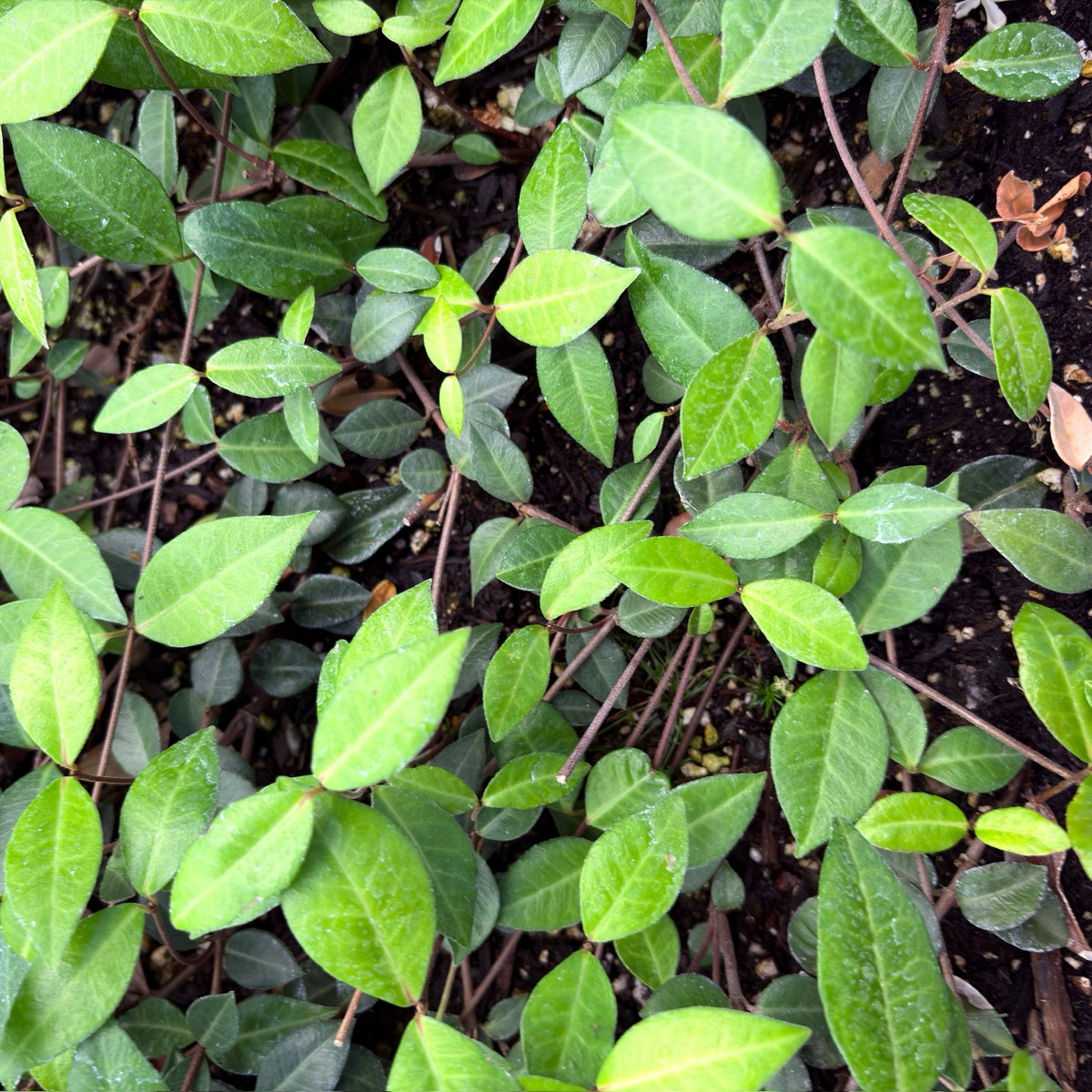 Close-up of Asian Star Jasmine leaves with a dark background