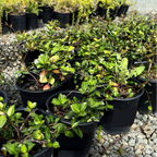 Row of potted Yellow Star Jasmine plants in black pots on a gravel surface