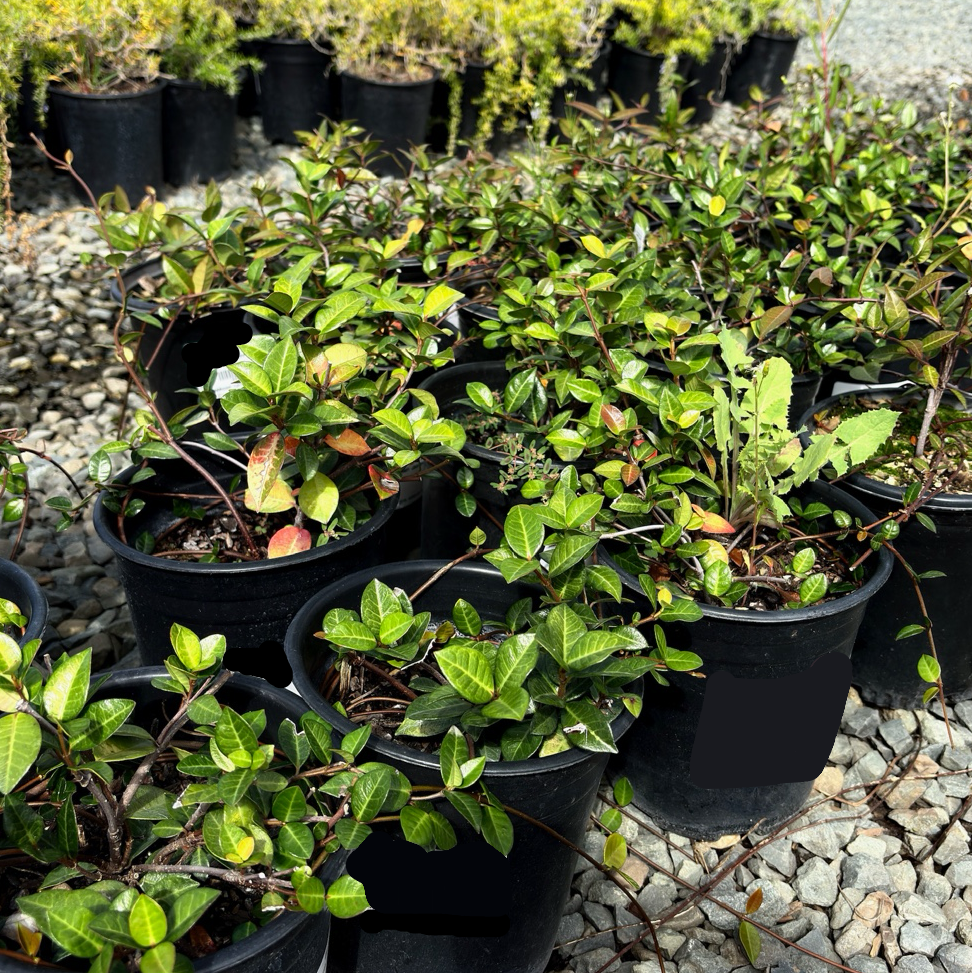 Row of potted Yellow Star Jasmine plants in black pots on a gravel surface