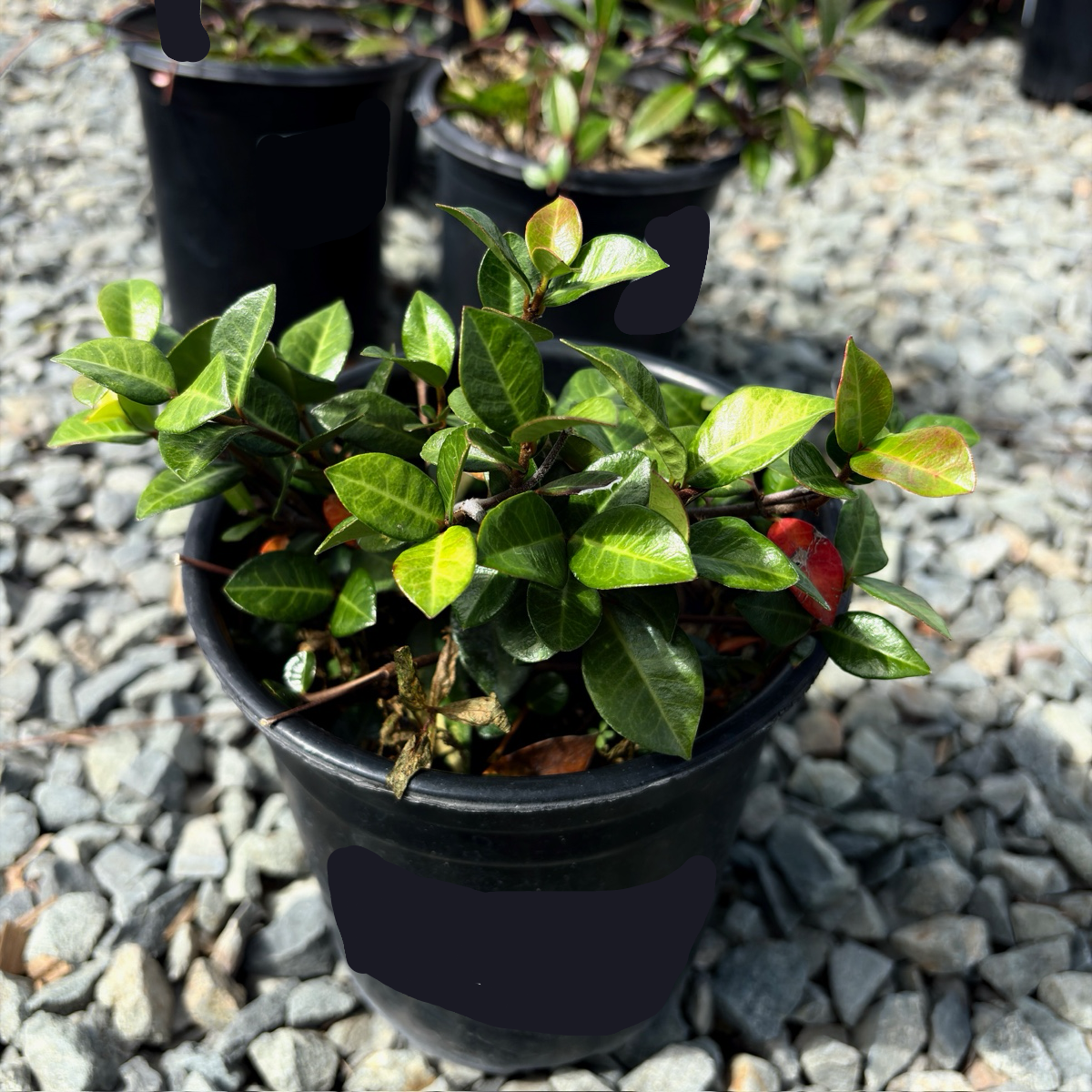 Asian Star Jasmine