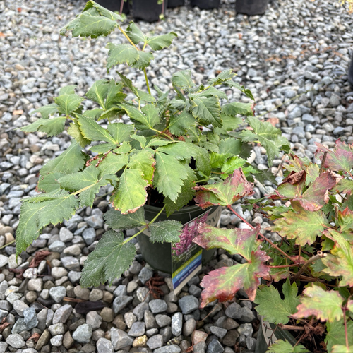 Astilbe
