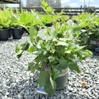   Astilbe