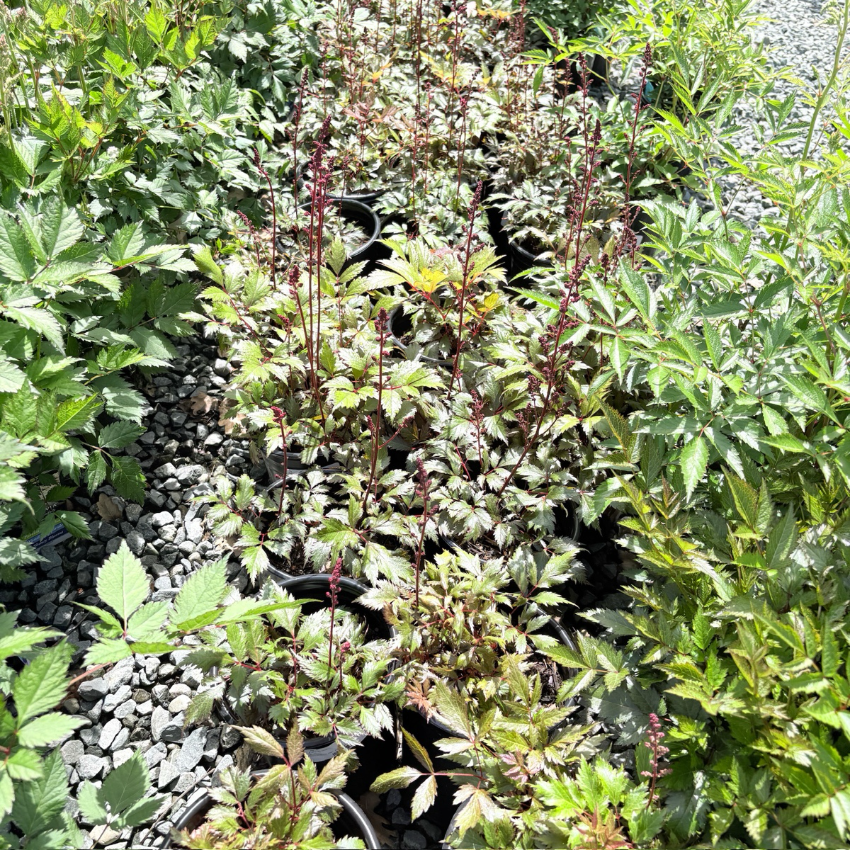  Astilbe