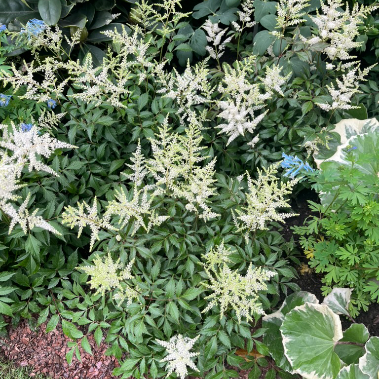 Astilbe