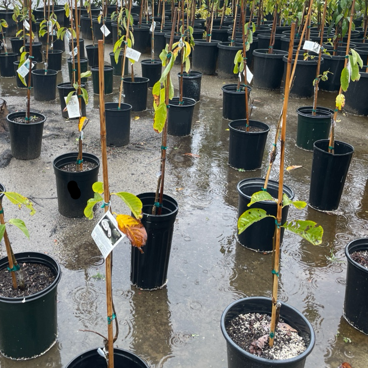 凤梨释迦| 果香浓郁| 果肉厚实| 庭院果树优选– Victory Nursery