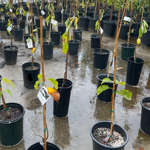 凤梨释迦| 果香浓郁| 果肉厚实| 庭院果树优选– Victory Nursery