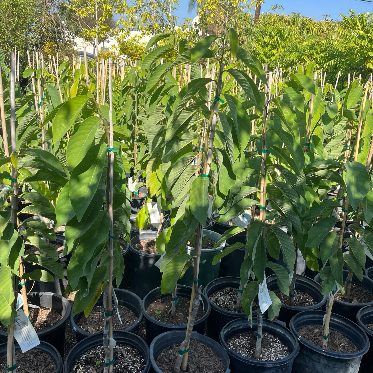 凤梨释迦| 果香浓郁| 果肉厚实| 庭院果树优选– Victory Nursery