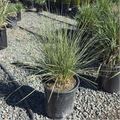 Atlas Fescue