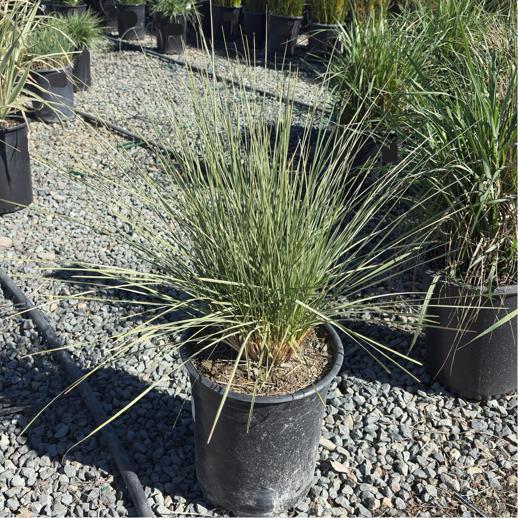Atlas Fescue