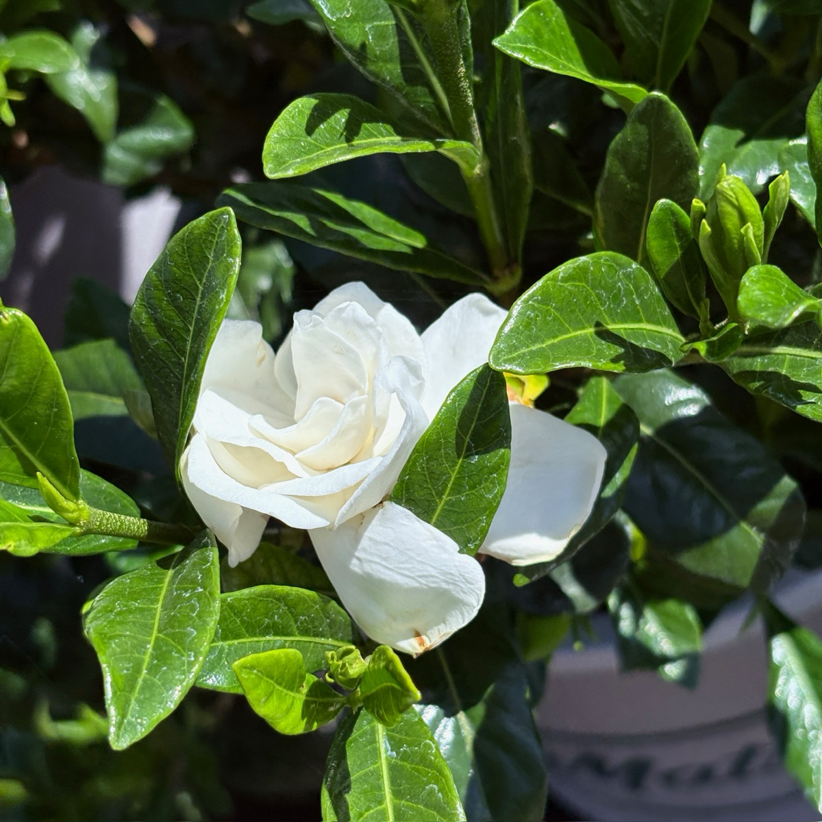 White flowers August Beauty Gardenia with green leaves on a plant