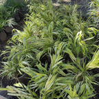 Aureola Japanese Forest Grass