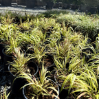 Aureola Japanese Forest Grass