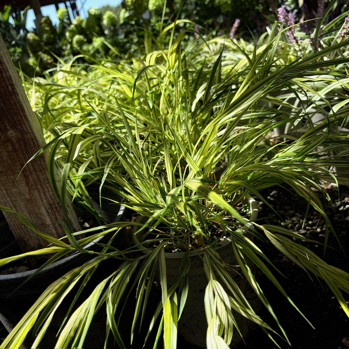 Aureola Japanese Forest Grass