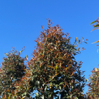 Australian Brush Cherry
