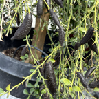Australian Finger Lime