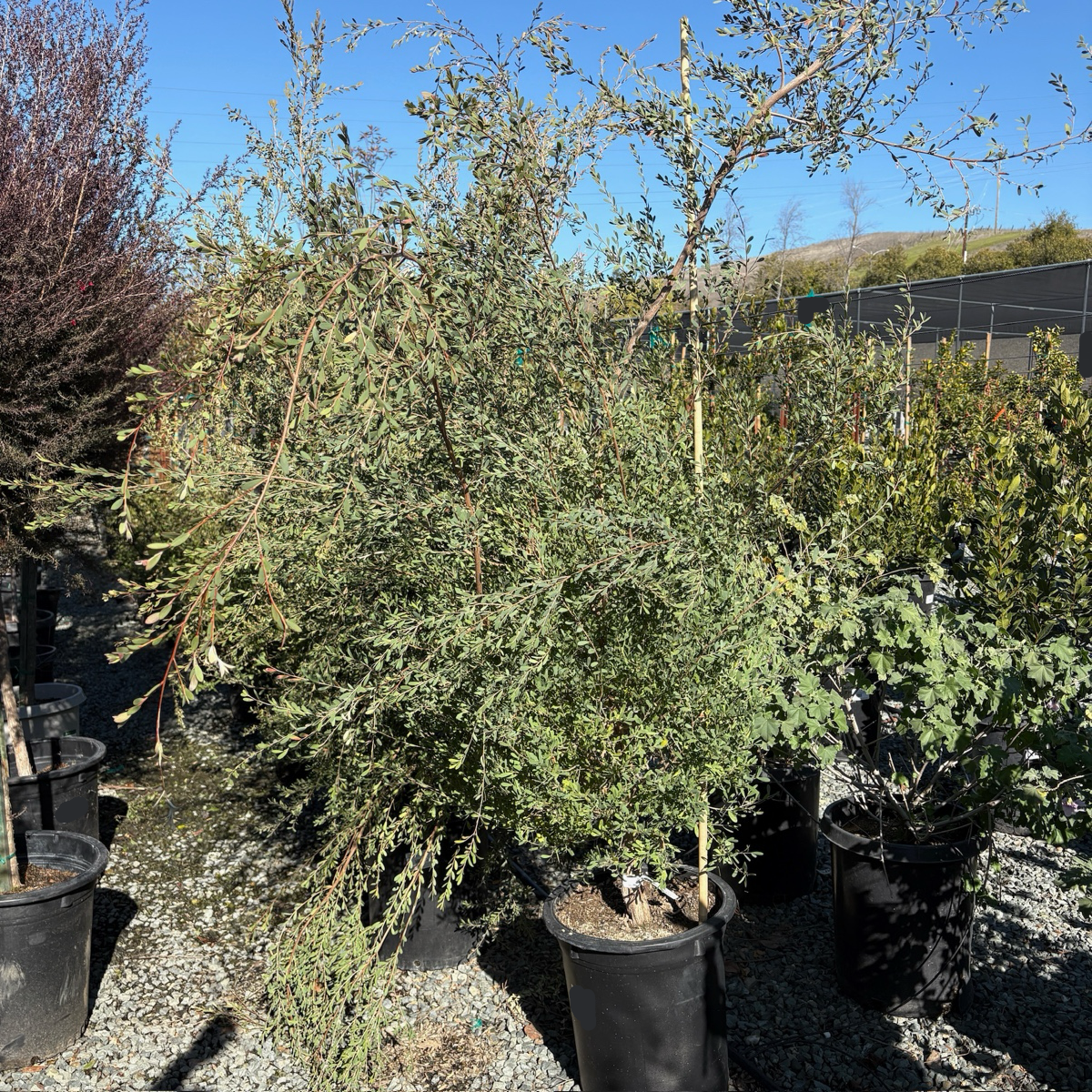 Australian Tea Tree